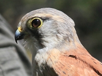 Nankeen Kestrel (click to enlarge)